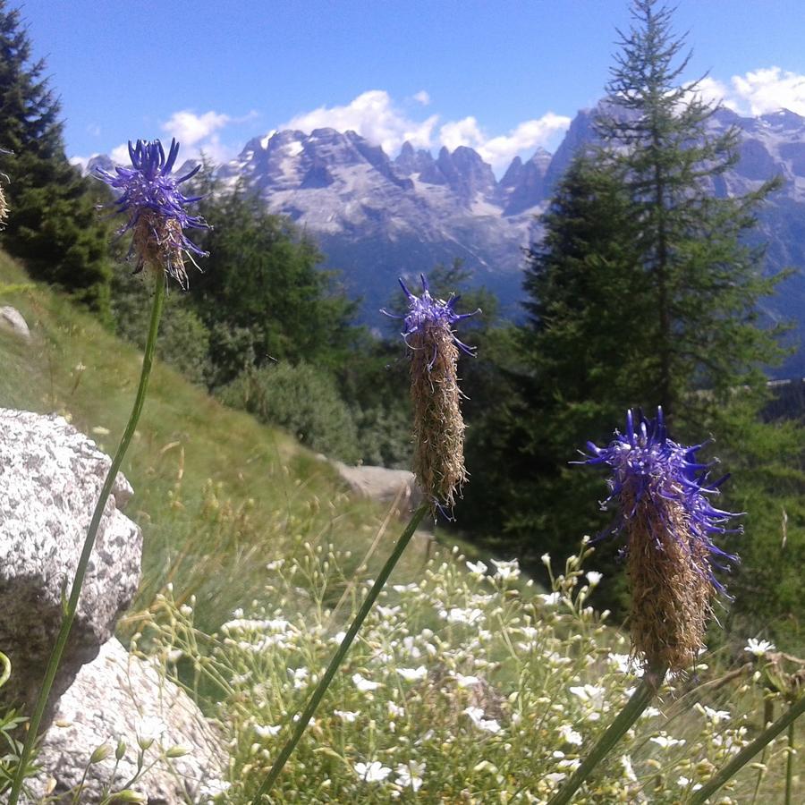 Maso Pin Bed & Breakfast Madonna di Campiglio Bagian luar foto